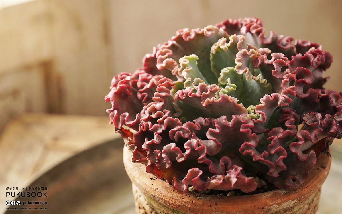 エケベリア メリディアン Echeveria 'Meridian'｜多肉植物図鑑