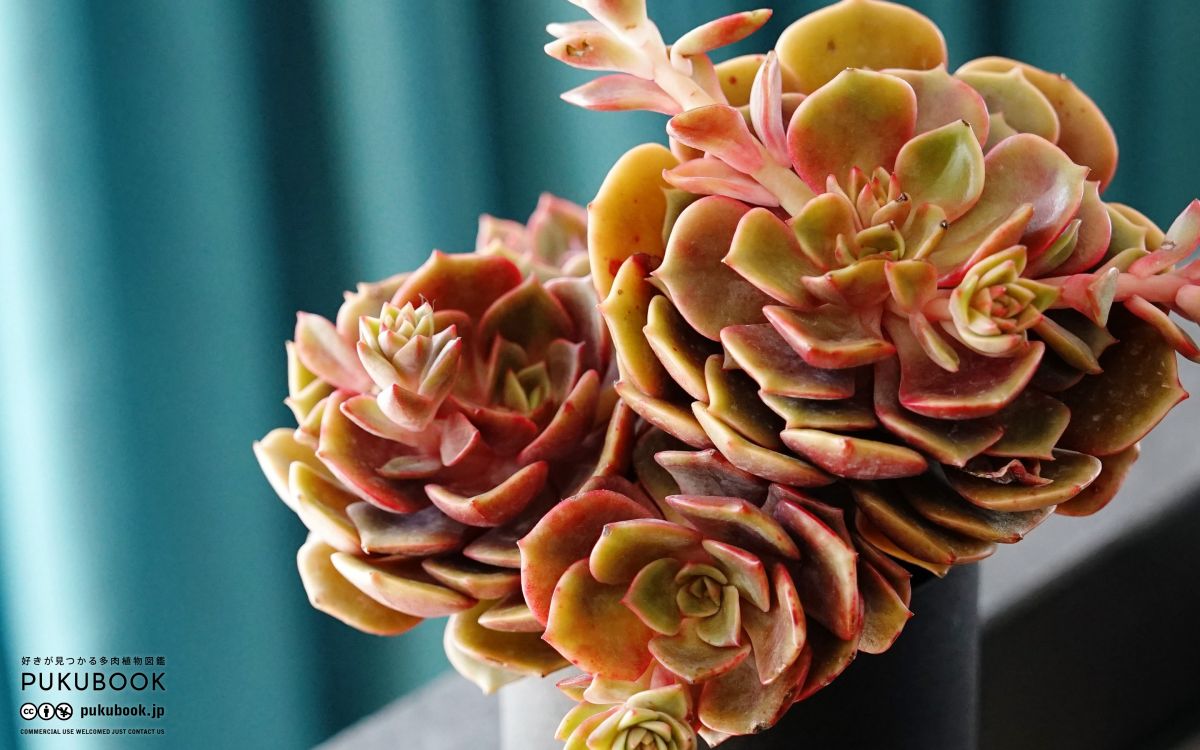 エケベリア ゼスター Echeveria 'Zestar'｜多肉植物図鑑 PUKUBOOK