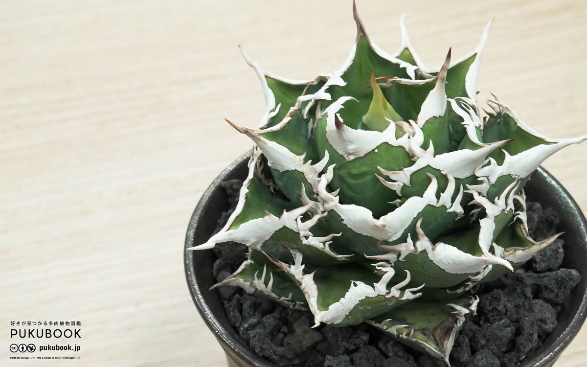 アガベ　ホホジロザメ 🌿 Agave titanota '大白鯊' （ホホジロザメ） 📌育成記録 画像を👈左