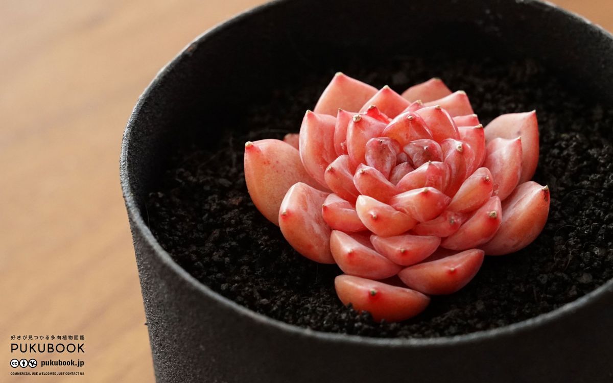エケベリア アイスグレープ Echeveria 'Ice Grapes'｜多肉植物図鑑