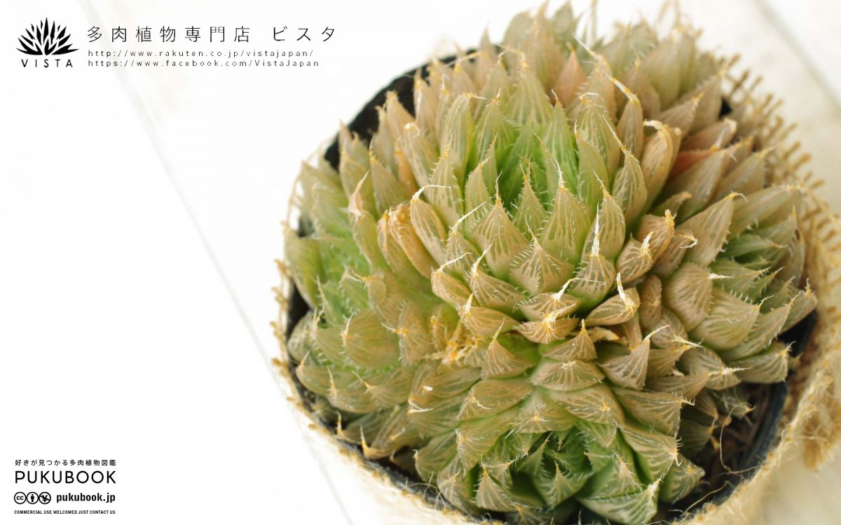 ハオルチア 青雲の舞 Haworthia cooperi var.cooperi｜多肉植物図鑑
