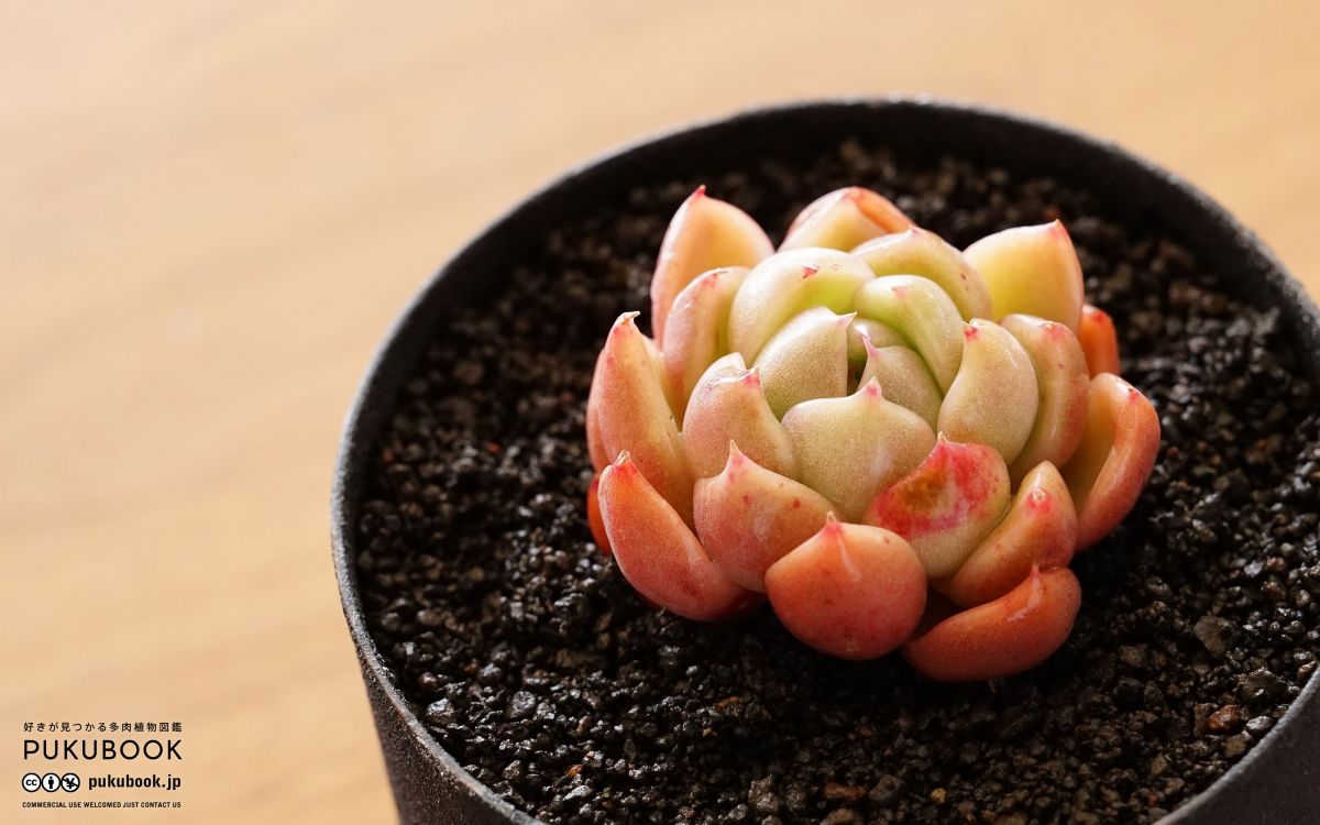 エケベリア スカイジェニー Echeveria 'Sky Jenny'｜多肉植物図鑑