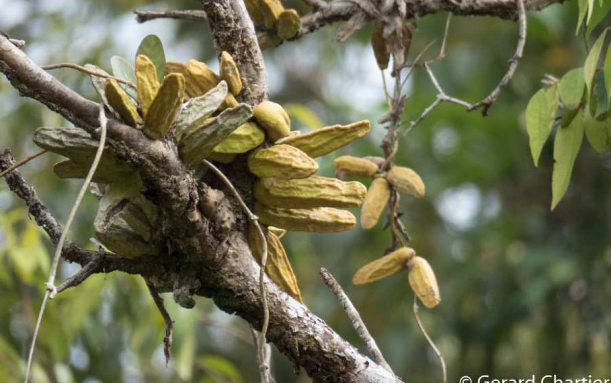 ディスキーディア major Dischidia major｜多肉植物図鑑 PUKUBOOK