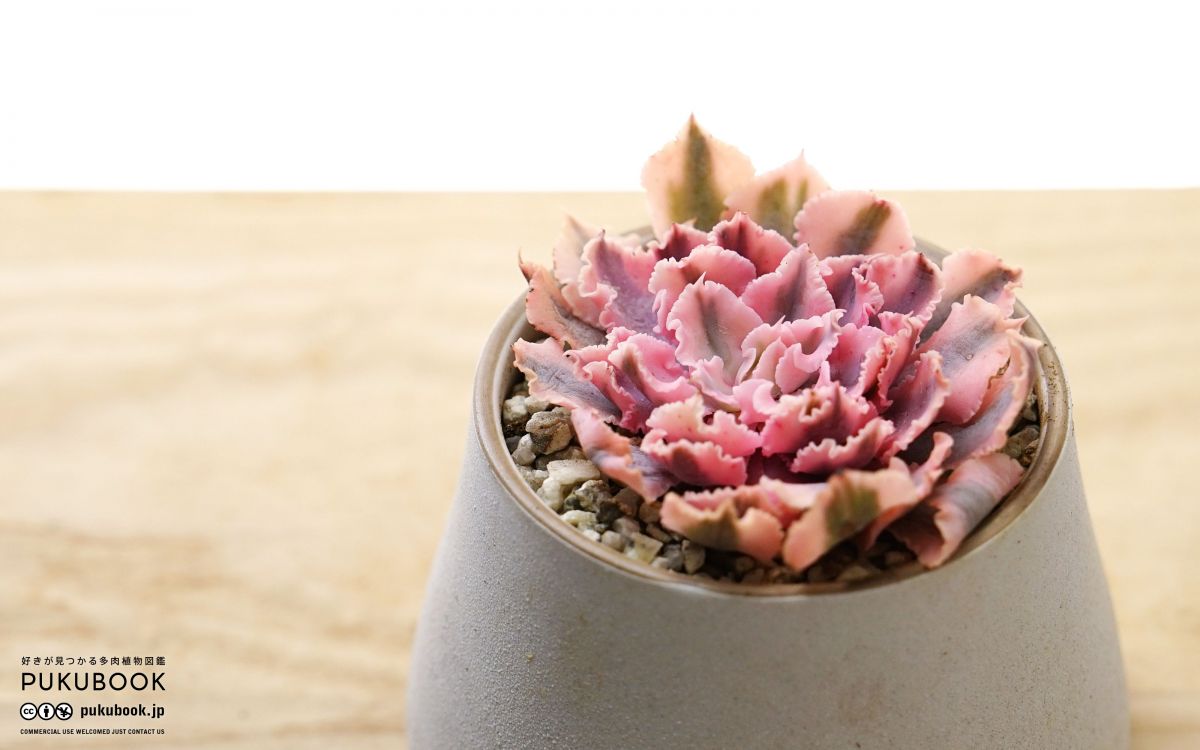 ネオンブレーカーズ 錦 厳選美苗 レア種 1点物 多肉植物 エケベリア ネオンブレーカーズ 錦 厳選美苗 レア種 1点物 多肉植物 エケベリア