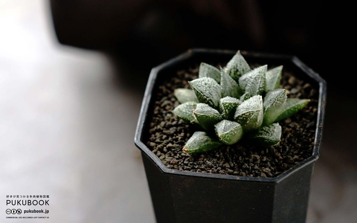 ハオルチア プラチナ Haworthia 'Platinum'のショッピング｜多肉植物