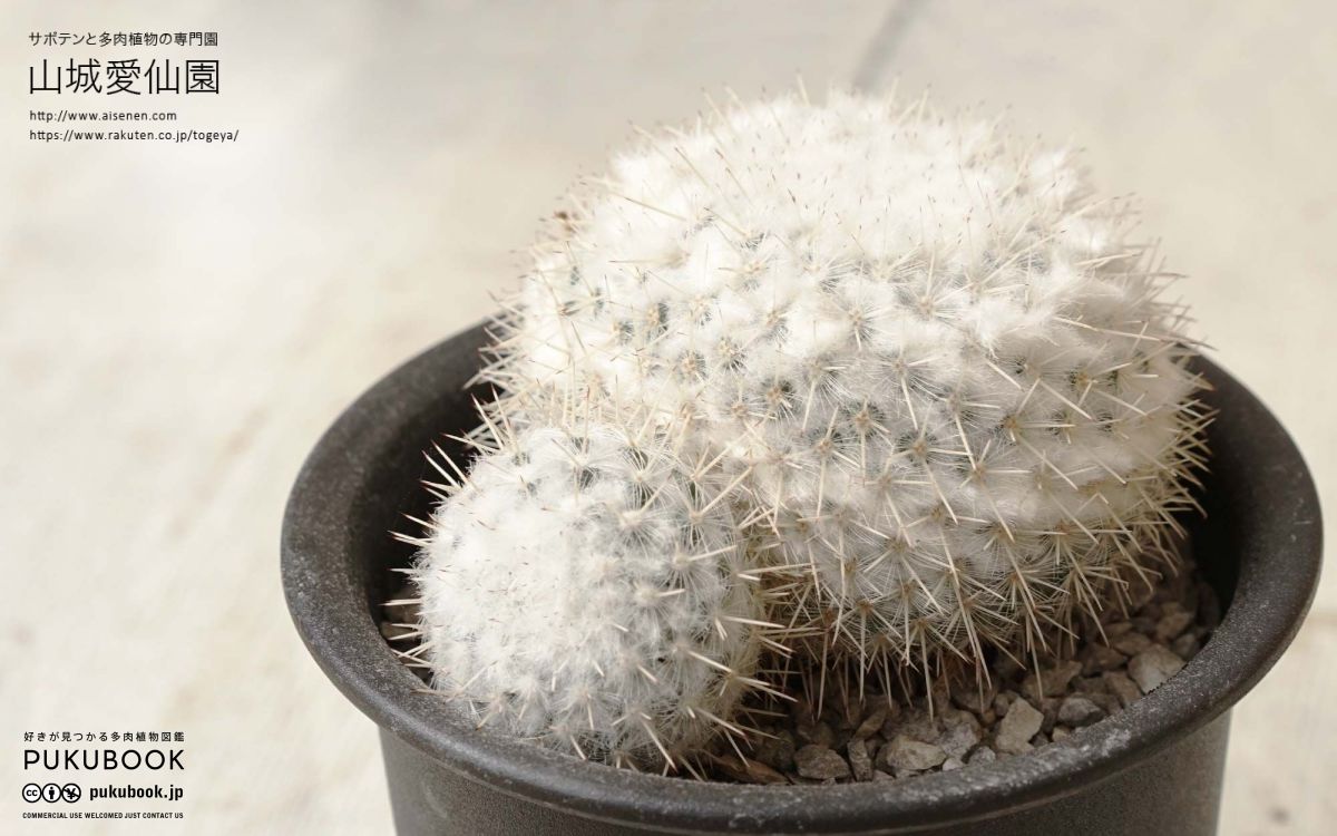 マミラリア 敷島 Mammillaria Rettingiana 多肉植物図鑑 Pukubook プクブック