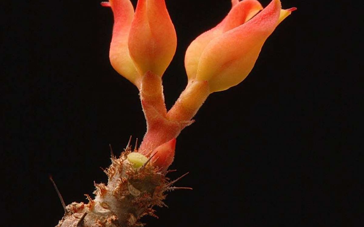 植物 Euphorbia pedilanthoides ユーフォルビア ペディラントイデス