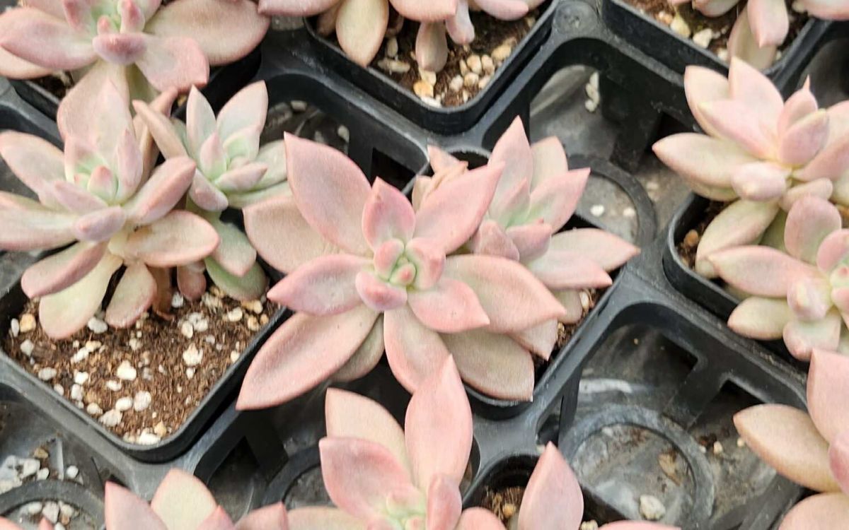 おまとめ！ 39SALE！多肉植物^o^ ルビードナ 【公式通販】