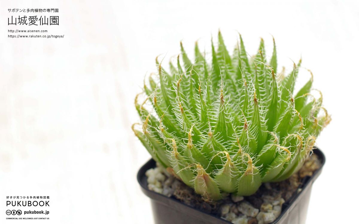 ★ハオルチア・多肉植物★828★バデア No.9★ 多肉植物：ハオルチア Y氏 バディア*幅9ｃｍ 現品！一品限り