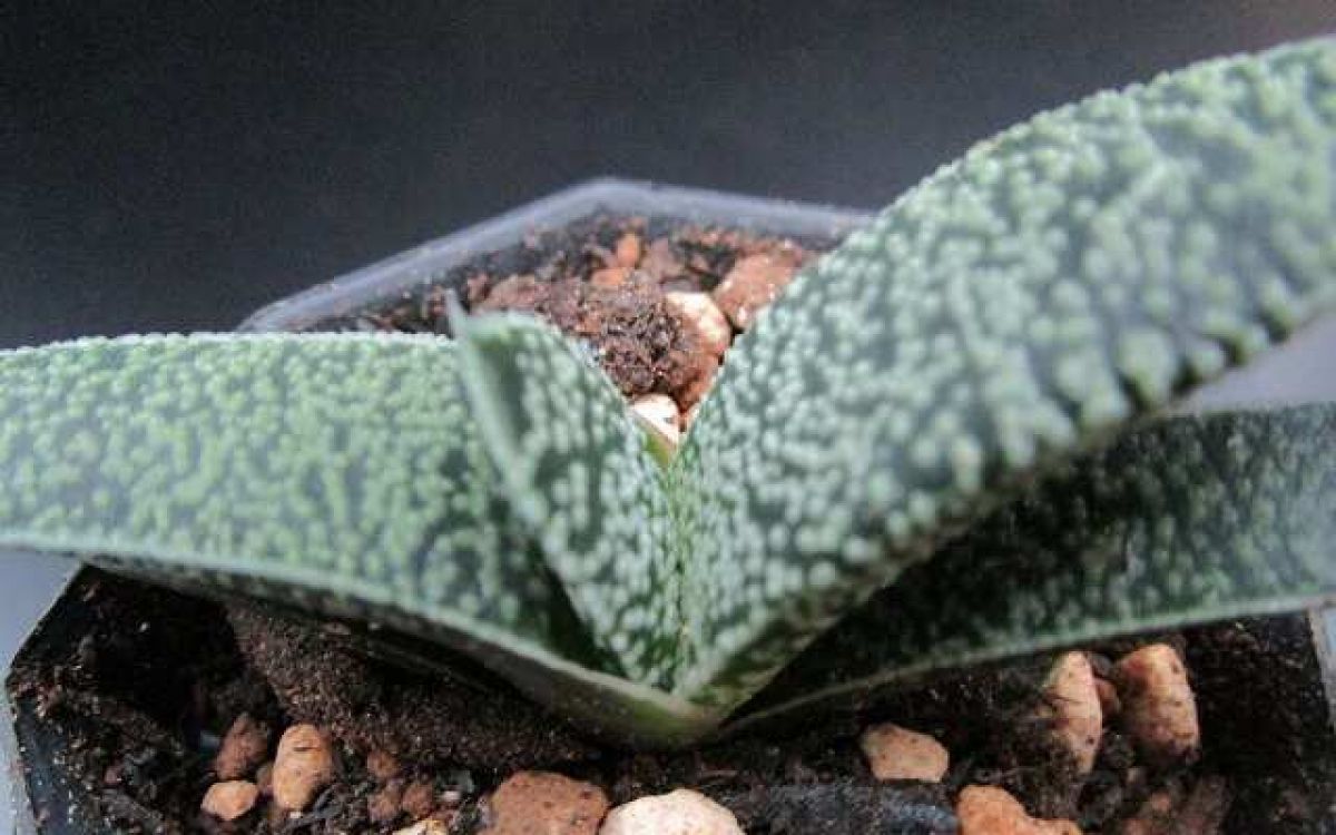 聖牛殿 ガステリア 多肉植物 ガステリア 瑪瑙殿 Gasteria neliana