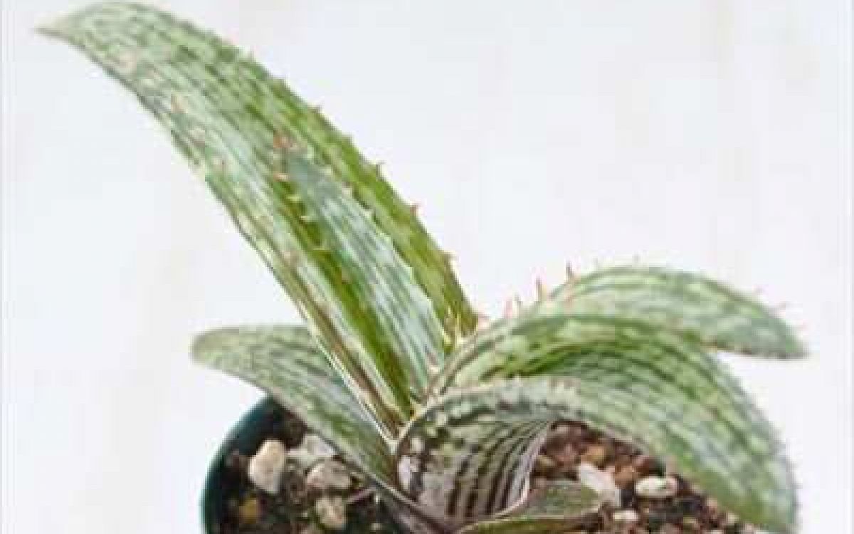 アロエ branddraaiensis Aloe branddraaiensis｜多肉植物図鑑 PUKUBOOK