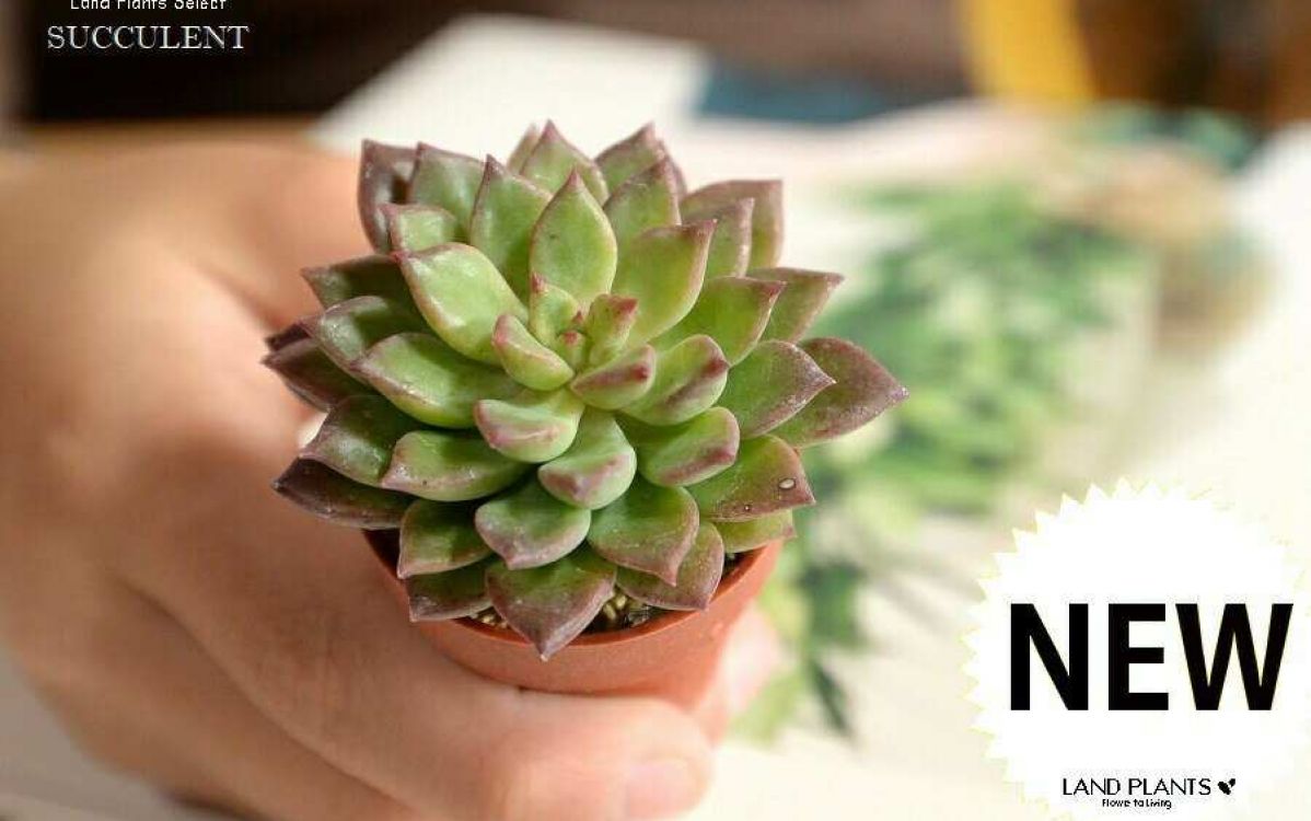 25株D195多肉植物 エケベリアエメラルドサボテン 観葉植物 花 園芸　レア種 抜き苗