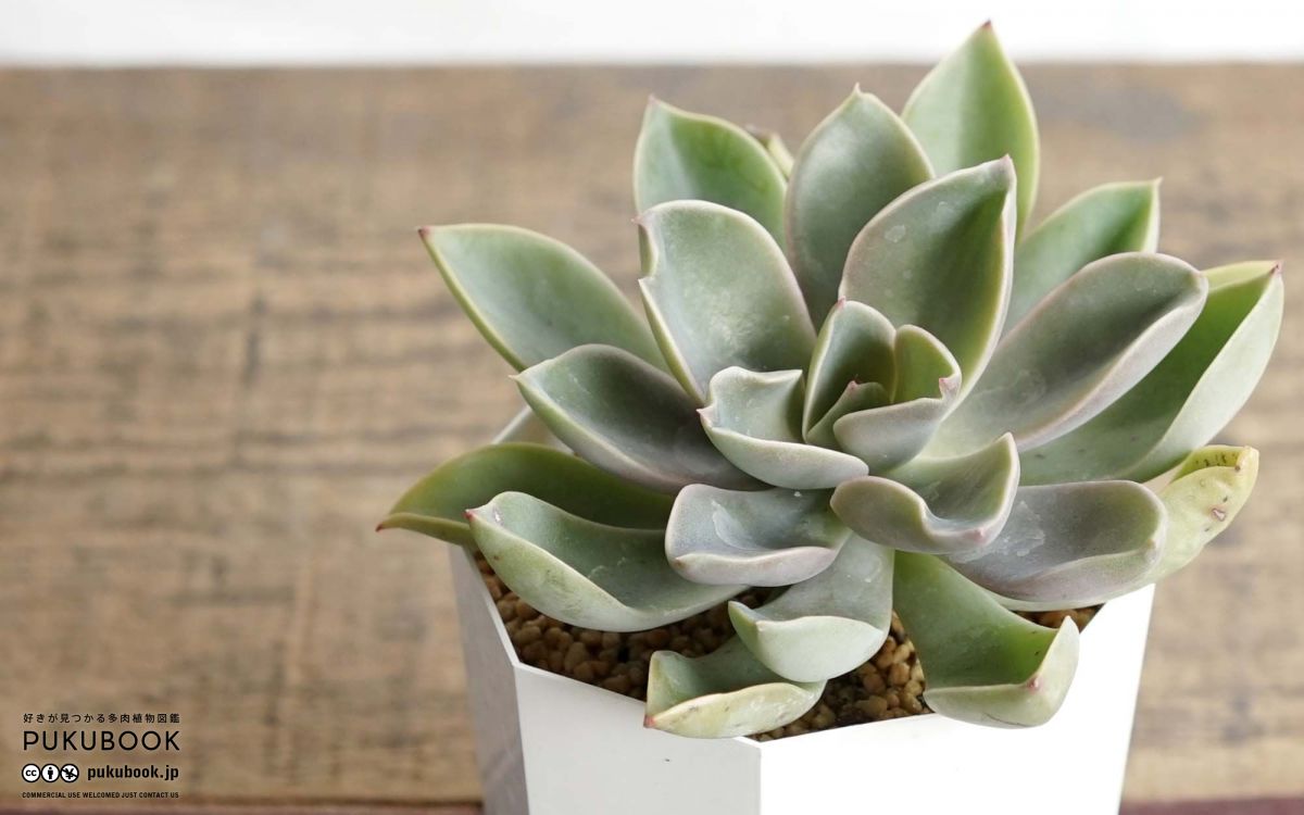 プリリンゼアナ寄せ植えと葉挿し♪ - makoと多肉植物 ♪ プリンセス