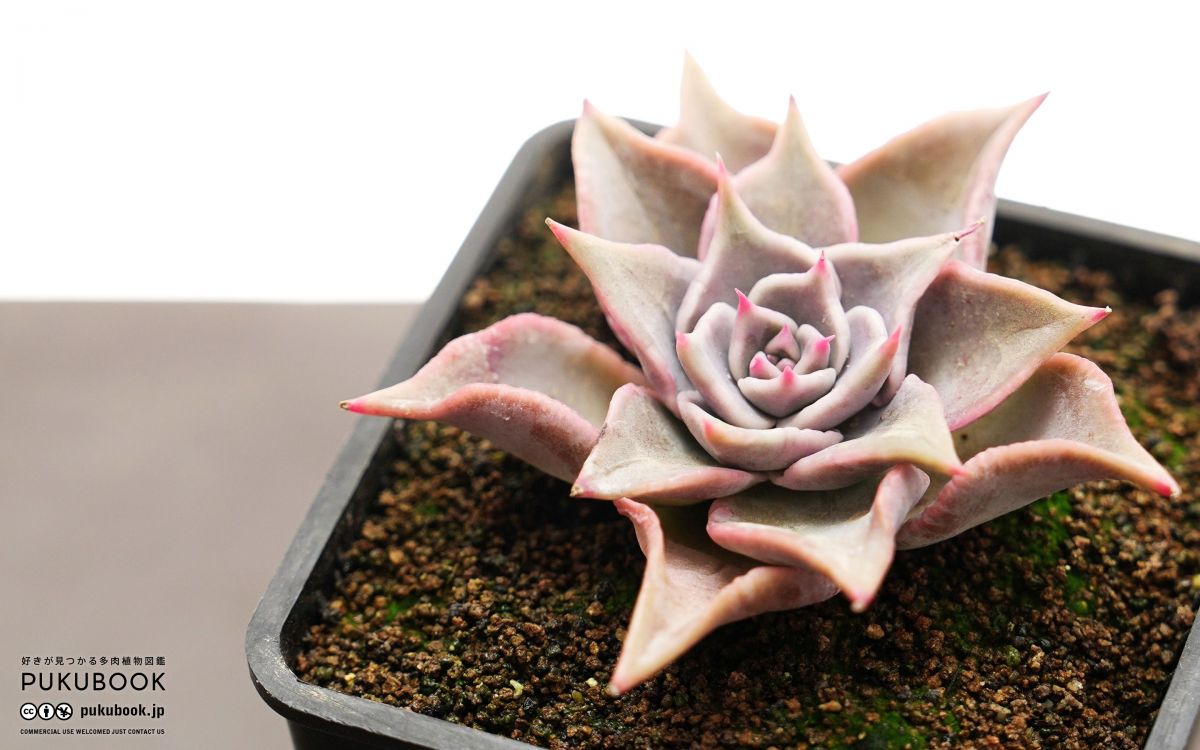 多肉植物　韓国苗　レッドマディバ　発根済み 多肉植物 韓国苗 レッドマディバ 発根済み レッドマディバ 大苗